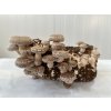 Pestovateľský substrát pre shiitake Pestovateľský substrát pre shiitake