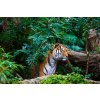 DIMEX | Vliesové fototapety na stenu Tiger v džungli MS-5-0622 | 375 x 250 cm | zelená, čierna, oranžová + Vliesová fototapeta na stenu DIMEX Tiger v džungli MS50622 v rozmere 375 x 250 cm DIMEX | Vliesové fototapety na stenu Tiger v džungli MS-5-0622 | 375 x 250 cm | zelená, čierna, oranžová + Vliesová fototapeta na stenu DIMEX Tiger v džungli MS50622 v rozmere 375 x 250 cm
