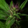 Propaganja Seeds - Gobsmacked Mandarine 5 ks - Semená neobsahujú THC. Propaganja Seeds - Gobsmacked Mandarine 5 ks - Semená neobsahujú THC.