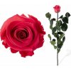 Stabilizovaná ruže - tmavo ružová (Voľné balenie , Dark pink) Stabilizovaná ruže - tmavo ružová (Voľné balenie , Dark pink)