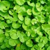 Gotu Kola - Centella asiatica - semená - 4 ks Gotu Kola - Centella asiatica - semená - 4 ks