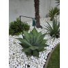 Agave salmiana var. ferox v celkovej výške 100 cm, v šírke 100 cm Agave salmiana var. ferox v celkovej výške 100 cm, v šírke 100 cm