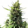Nuka Seeds - Banshee Auto 10 kusov - Semená neobsahujú THC Nuka Seeds - Banshee Auto 10 kusov - Semená neobsahujú THC