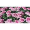 Dekoračná látka Růže digitálný tisk 3D šírka 160 cm Dekoračná látka Růže digitálný tisk 3D šírka 160 cm