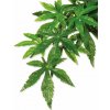 Hagen Exo Terra rostlina Abuliton malá 40 cm Hagen Exo Terra rostlina Abuliton malá 40 cm