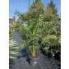 Phoenix canariensis Premium v celkovej výške 210 cm Phoenix canariensis Premium v celkovej výške 210 cm