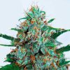 Delicious Seeds - Critical Neville Haze Auto 3 ks - Semená neobsahujú THC. Delicious Seeds - Critical Neville Haze Auto 3 ks - Semená neobsahujú THC.