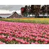 ZUTY Maľovanie podľa čísel - RUŽOVÉ TULIPÁNY NA LÚKE (DENNIS FRATES) Rámovanie: vypnuté plátno na rám, Rozmer: 80x100 cm ZUTY Maľovanie podľa čísel - RUŽOVÉ TULIPÁNY NA LÚKE (DENNIS FRATES) Rámovanie: vypnuté plátno na rám, Rozmer: 80x100 cm