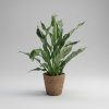 PlanBros flower Spathiphyllum Diamond Variegata (Panašovaný lopatkovec) PlanBros flower Spathiphyllum Diamond Variegata (Panašovaný lopatkovec)