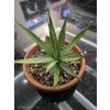 Agave vivipara var. vivipara vo výške 24 cm, šírke 24 cm Agave vivipara var. vivipara vo výške 24 cm, šírke 24 cm