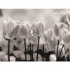 Fototapeta na stenu - FT0137 - Čiernobiele tulipány 416cm x 254cm - Vliesová fototapeta Fototapeta na stenu - FT0137 - Čiernobiele tulipány 416cm x 254cm - Vliesová fototapeta