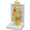 Model 5-dielnych stavcov s krížovou kosťou (Anatomické modely) Model 5-dielnych stavcov s krížovou kosťou (Anatomické modely)
