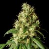 Kannabia Seeds - Mimosa Dream 1 ks - semená neobsahujú THC Kannabia Seeds - Mimosa Dream 1 ks - semená neobsahujú THC