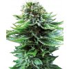 Sensi Seeds Cannabis Seeds Northern Lights Automatic® Feminized, 3-10 ks 5 ks Sensi Seeds Cannabis Seeds Northern Lights Automatic® Feminized, 3-10 ks 5 ks