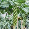 Ružičkový kel Casiopea - Brassica oleracea - predaj semien kelu - 400 ks Ružičkový kel Casiopea - Brassica oleracea - predaj semien kelu - 400 ks
