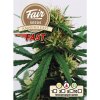 Fair Seeds - Amnesia Fast 3 ks - Semená neobsahujú THC. Fair Seeds - Amnesia Fast 3 ks - Semená neobsahujú THC.