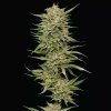 Humboldt Seed Company - OG Kush Auto 3 ks - Semená neobsahujú THC. Humboldt Seed Company - OG Kush Auto 3 ks - Semená neobsahujú THC.