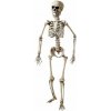 Kostra v životnej veľkosti 160 cm Kostra v životnej veľkosti 160 cm