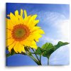 Sablio Obraz Slnečnice 2 - 50x50 cm Sablio Obraz Slnečnice 2 - 50x50 cm