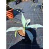 Agave franzosinii v šírke 50 cm, v celkovej výške 42 cm Agave franzosinii v šírke 50 cm, v celkovej výške 42 cm