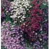 Lobelia cascade - Mix farieb (semená) Lobelia cascade - Mix farieb (semená)