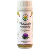 Salvia Paradise Pestrec - silymarín extrakt 100 kapslí Salvia Paradise Pestrec - silymarín extrakt 100 kapslí