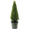 Cezmína vrúbkovaná pyramída FloraSelf Ilex crenata 'Jenny' priemer cca 55 cm kvetináč 4 l Cezmína vrúbkovaná pyramída FloraSelf Ilex crenata 'Jenny' priemer cca 55 cm kvetináč 4 l