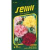 Semená klinčeka Dianthus caryophyllus 10 g Semená klinčeka Dianthus caryophyllus 10 g