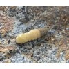 FISHUP Pupa 1,2 FISHUP Pupa 1,2