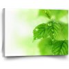 Sablio Obraz Listy 3 - 90x60 cm Sablio Obraz Listy 3 - 90x60 cm