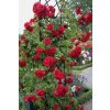 Ruža popínavá - červená - Rosa ´FLORENTINA´ - 140/200cm Ruža popínavá - červená - Rosa ´FLORENTINA´ - 140/200cm