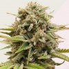 Kera Seeds - Top 44 3 ks - Semienka neobsahujú THC Kera Seeds - Top 44 3 ks - Semienka neobsahujú THC
