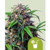 Royal Queen Seeds Cannabis Seeds Purple Limonade Auto 3 ks Royal Queen Seeds Cannabis Seeds Purple Limonade Auto 3 ks