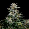 Doctor´s Choice Seeds Lowryder regular (IBL) Auto Regular 5 ks Doctor´s Choice Seeds Lowryder regular (IBL) Auto Regular 5 ks