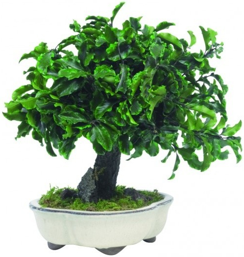 Tenuifolium Pitosporum bonsai 70 cm