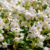 Begónia Ganymed F1 White - Begonia semperflorens - predaj semien - 20 ks Begónia Ganymed F1 White - Begonia semperflorens - predaj semien - 20 ks