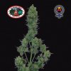 Big Buddha Seeds - Blue Cheese Automatic 10 ks - Semená neobsahujú THC Big Buddha Seeds - Blue Cheese Automatic 10 ks - Semená neobsahujú THC