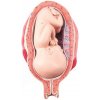 Model plodu, 7 mesiac (Anatomické modely) Model plodu, 7 mesiac (Anatomické modely)