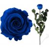 Stabilizovaná ruža - tmavo modrá (Voľné balenie , Dark blue) Stabilizovaná ruža - tmavo modrá (Voľné balenie , Dark blue)