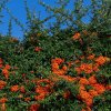 Hlohyňa šarlátová - Pyracantha coccinea - semená - 5 ks Hlohyňa šarlátová - Pyracantha coccinea - semená - 5 ks
