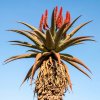 Aloe kapská - Aloe ferox - predaj semien - 6 ks Aloe kapská - Aloe ferox - predaj semien - 6 ks