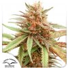 Dutch Passion Durban Dew semena neobsahuji THC 100 ks