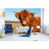 Samolepiaca vliesová fototapeta Dlhosrstá krava 375 x 250 cm Samolepiaca vliesová fototapeta Dlhosrstá krava 375 x 250 cm