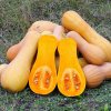Tekvica muškátová Butterscotch PMT F1 - Cucurbita moschata - semená tekvice - 5 ks Tekvica muškátová Butterscotch PMT F1 - Cucurbita moschata - semená tekvice - 5 ks