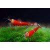 Akvazahrada Caridina Super Crystal Red Stripe Akvazahrada Caridina Super Crystal Red Stripe