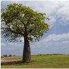 Austrálsky baobab - Adansonia gregorii - semená - 3 ks Austrálsky baobab - Adansonia gregorii - semená - 3 ks