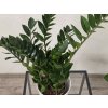 Zamioculcas zamiifolia Zamioculcas zamiifolia