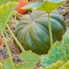 Bio tekvica muškátová Muscat de Provence - Cucurbita moschata - predaj bio semien - 5 ks Bio tekvica muškátová Muscat de Provence - Cucurbita moschata - predaj bio semien - 5 ks