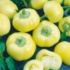 Paprika ročná Jablina F1 - Capsicum annuum - semená papriky - 10 ks Paprika ročná Jablina F1 - Capsicum annuum - semená papriky - 10 ks