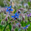 Borák modrý - Borago officinalis - semená - 20 ks Borák modrý - Borago officinalis - semená - 20 ks